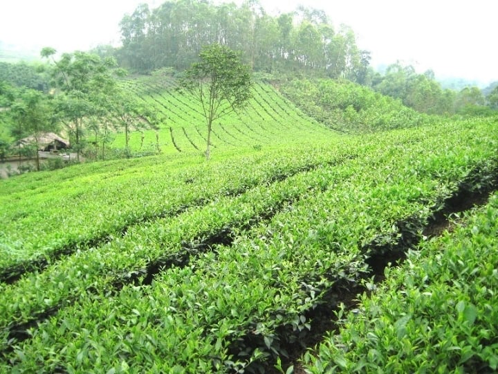 Trà Thái Nguyên được chọn lọc tận các đồi chè